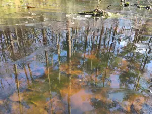 Frans 04 Zondagse reflectie